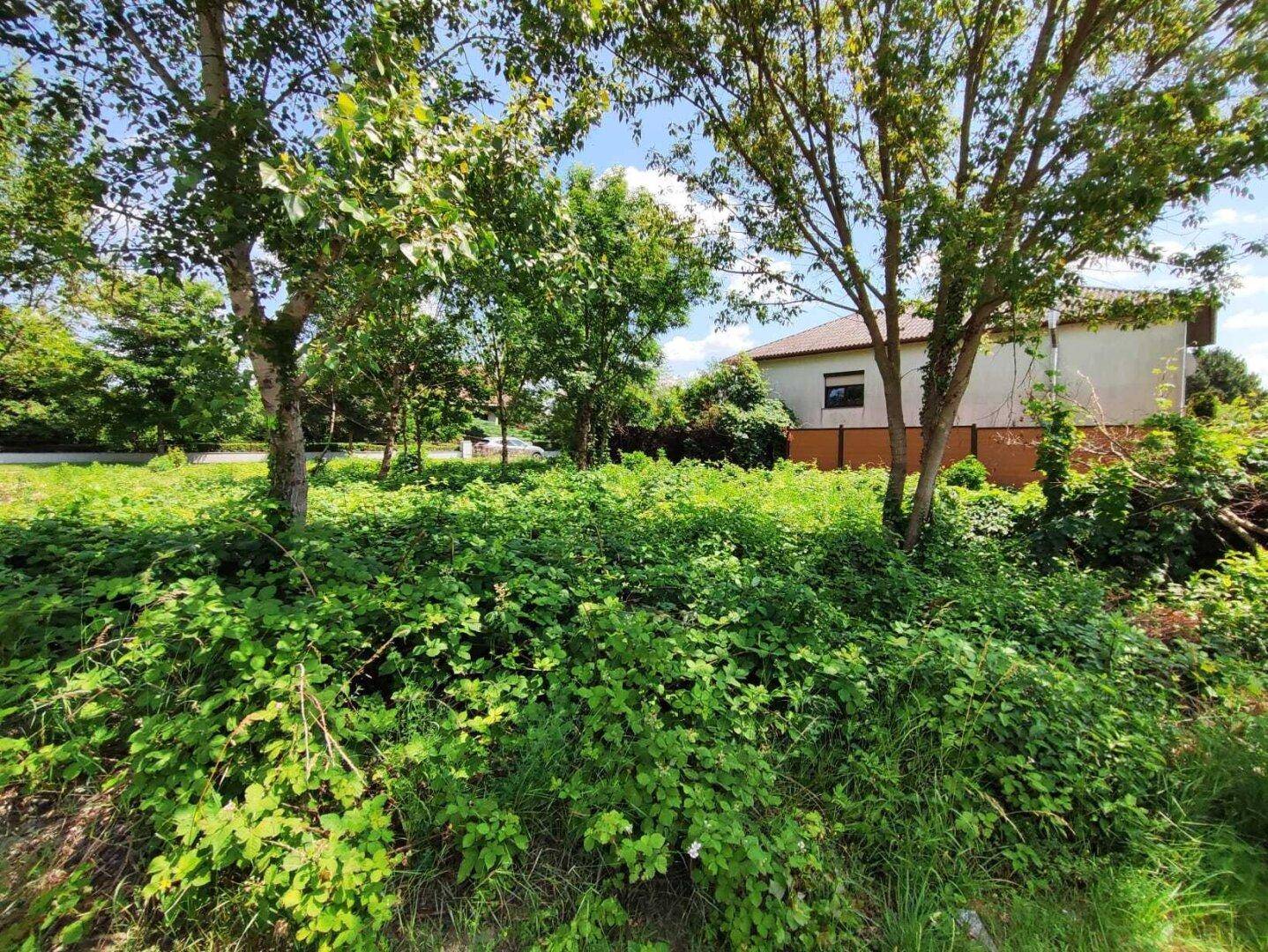 Unbebautes Grundstück mit üppiger Vegetation und Bäumen, ein Wohnhaus ist im Hintergrund erkennbar.