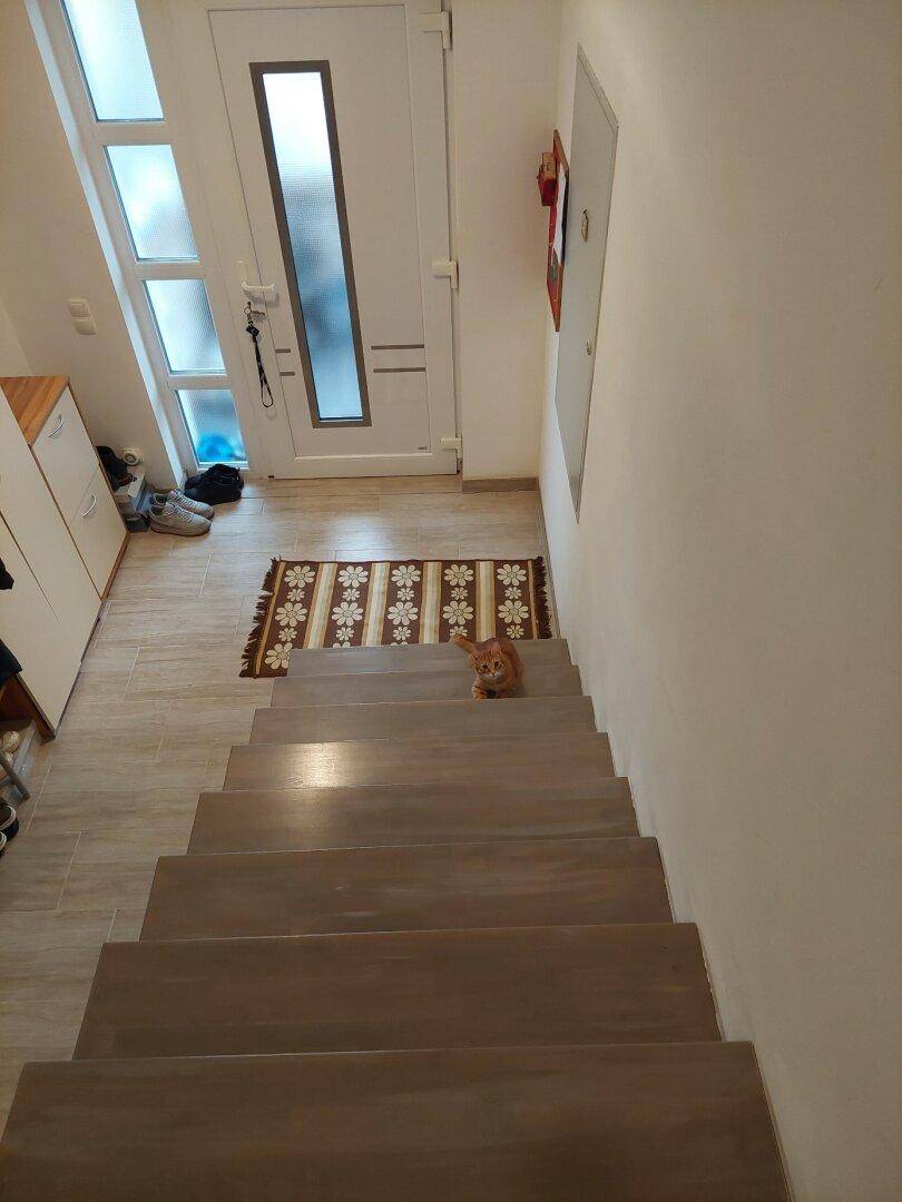 Treppenaufgang mit Teppich und Eingangstür mit Glaselementen.