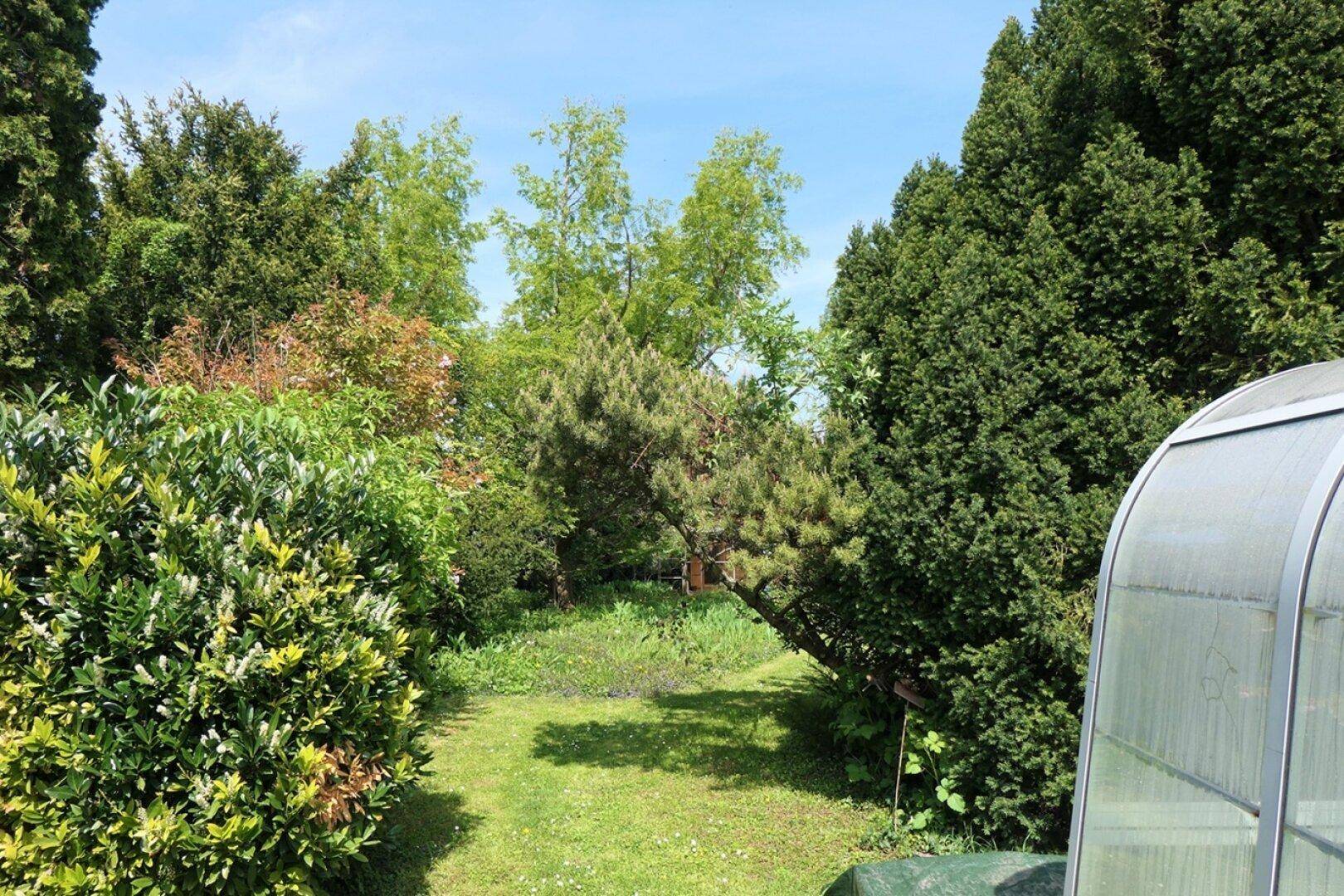 Dichter, grüner Garten mit vielfältigen Bäumen und Sträuchern, ein idyllischer Rückzugsort.