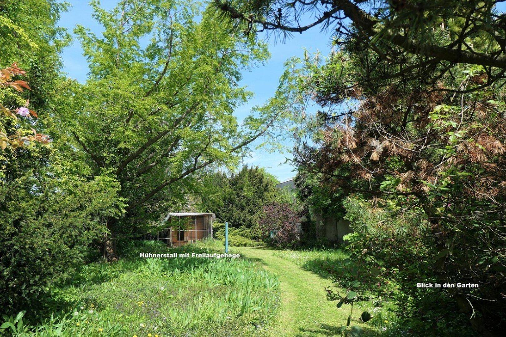 Üppiger grüner Garten mit einem Pfad, hohen Bäumen und einem Hühnerstall im Hintergrund.