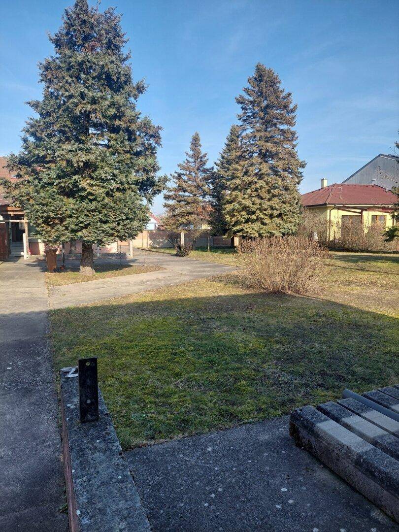 Großer Gartenbereich mit mehreren hohen Nadelbäumen und Rasenfläche an einem sonnigen Tag.