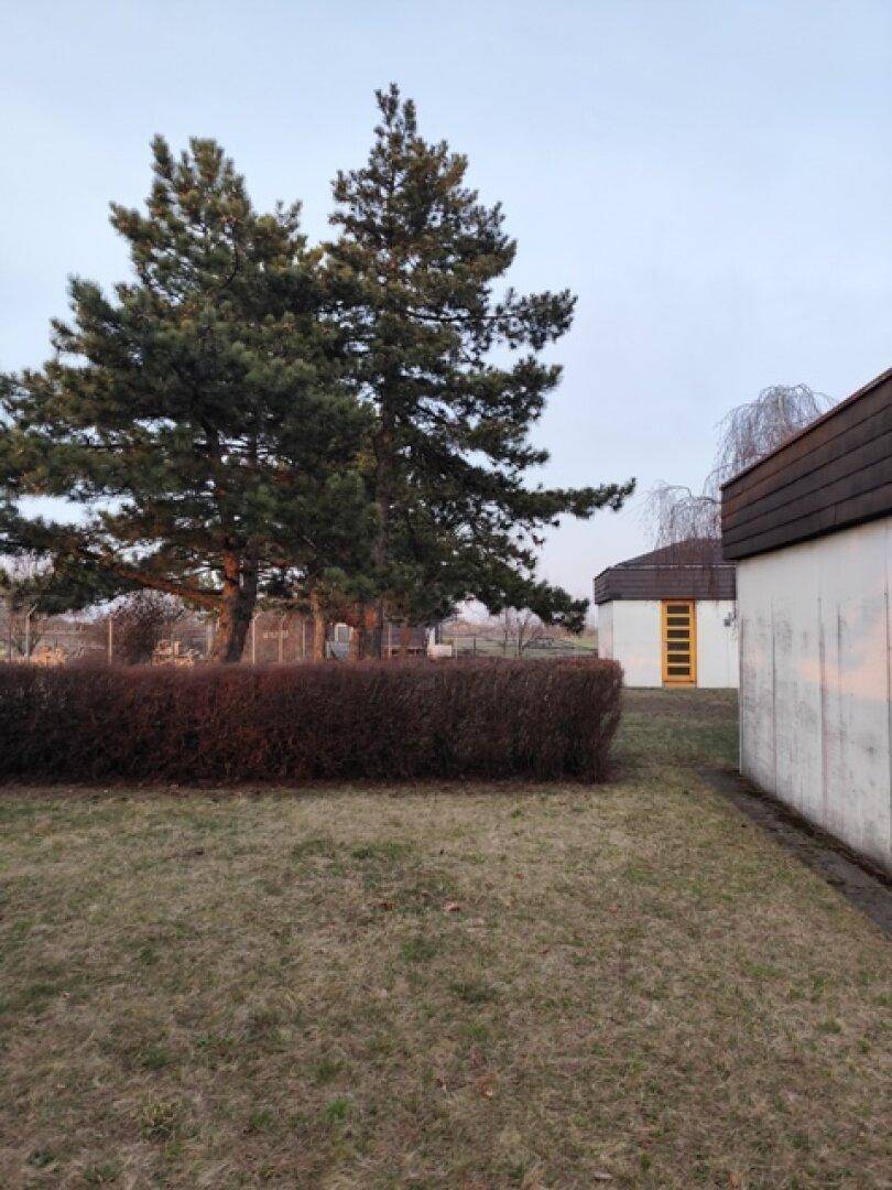 Grüne Rasenfläche mit einem großen Nadelbaum und Blick auf einen anderen Gebäudeteil.