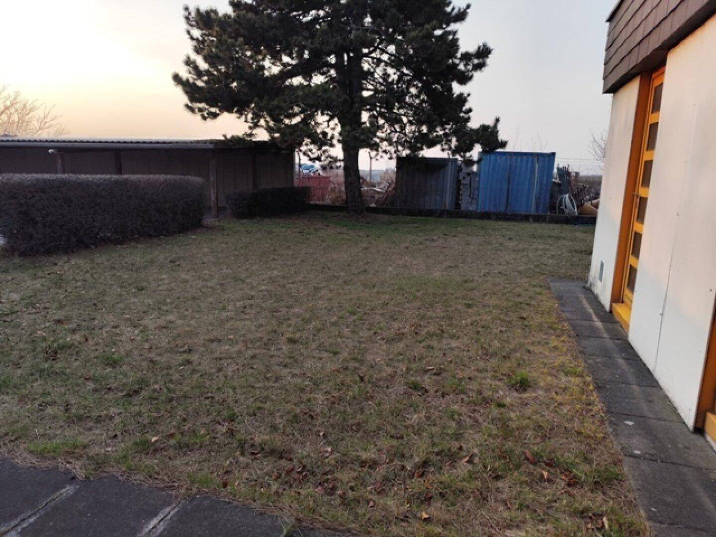 Rasenfläche neben dem Gebäude mit einem großen Nadelbaum und weiteren Strukturen im Hintergrund.