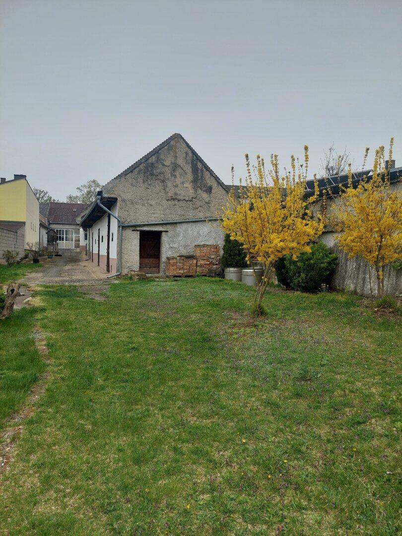 Großer Gartenbereich mit Rasenfläche, blühenden gelben Sträuchern und einem alten Gebäude im Hintergrund.