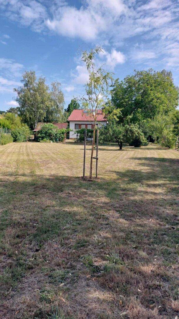 Offene Rasenfläche des Gartens mit einem jungen Baum und dem Haus in der Ferne.