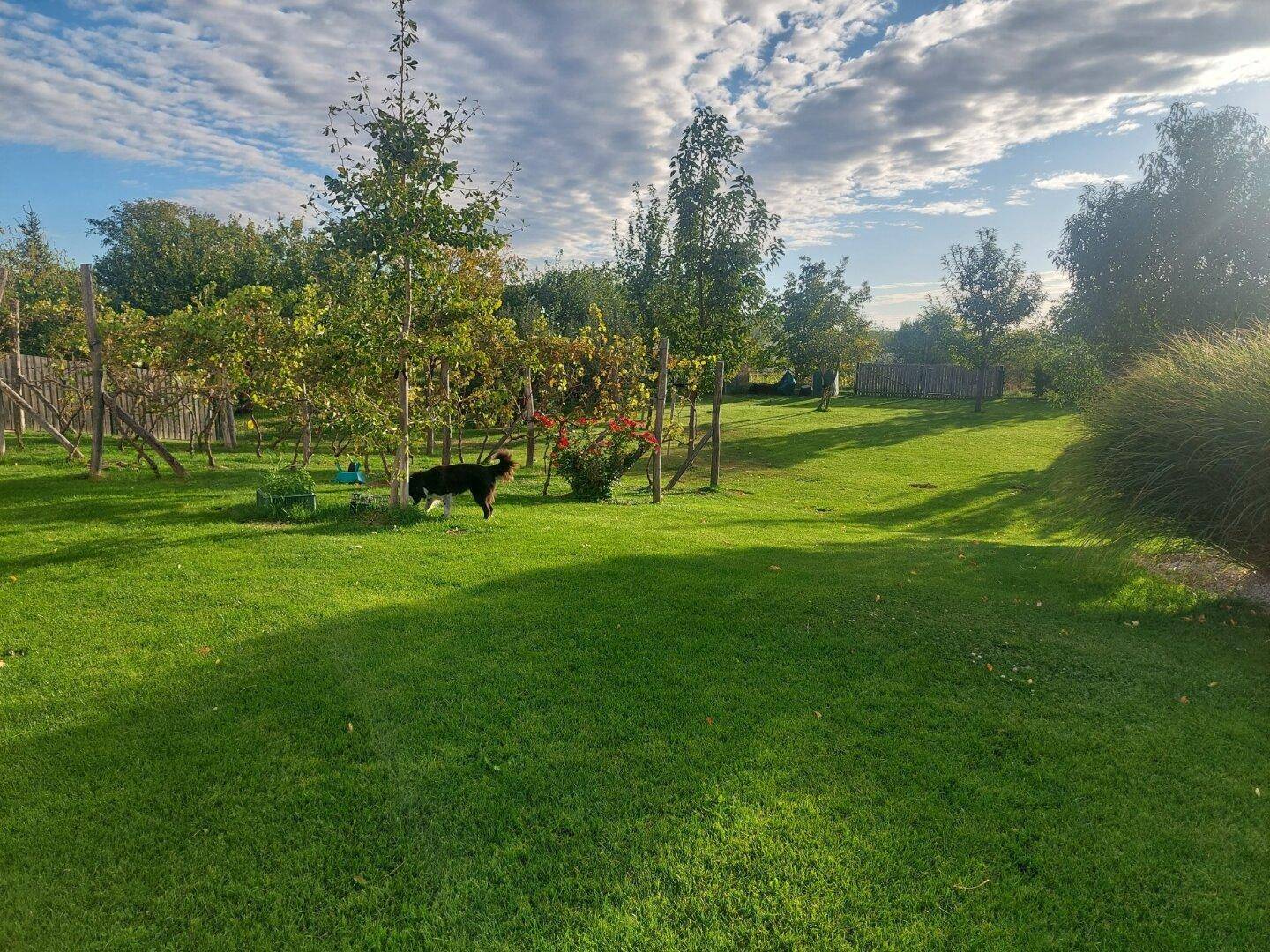 Großer, gepflegter Garten mit Rasenfläche, Bäumen und viel Sonnenschein.