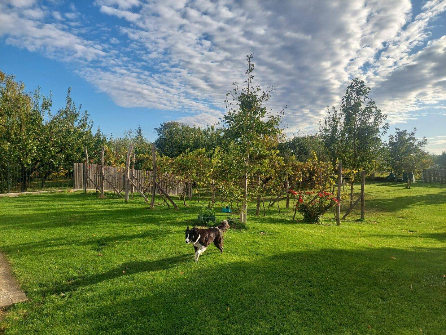 Weitläufiger Garten mit grüner Rasenfläche, Bäumen und einem spielenden Hund.