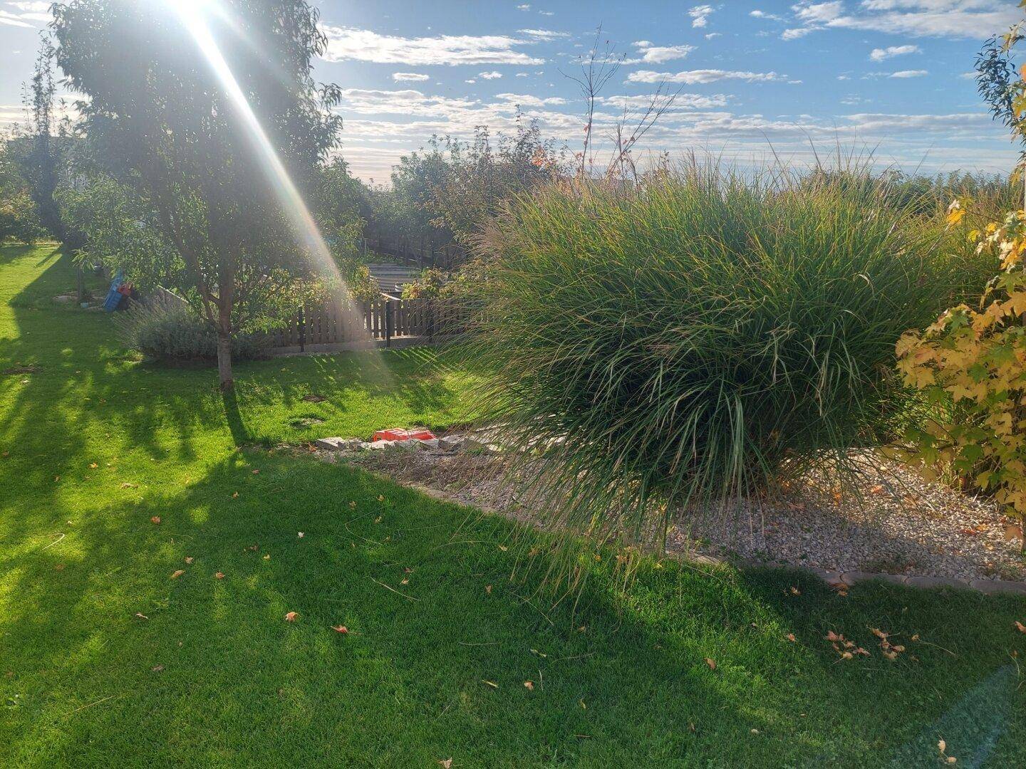 Sonnige Gartenecke mit Ziergräsern, Rasenfläche und jungen Bäumen.
