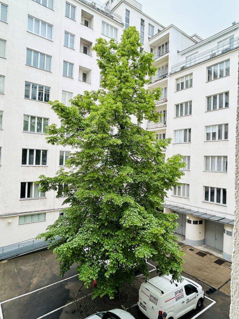 Baum im Hof