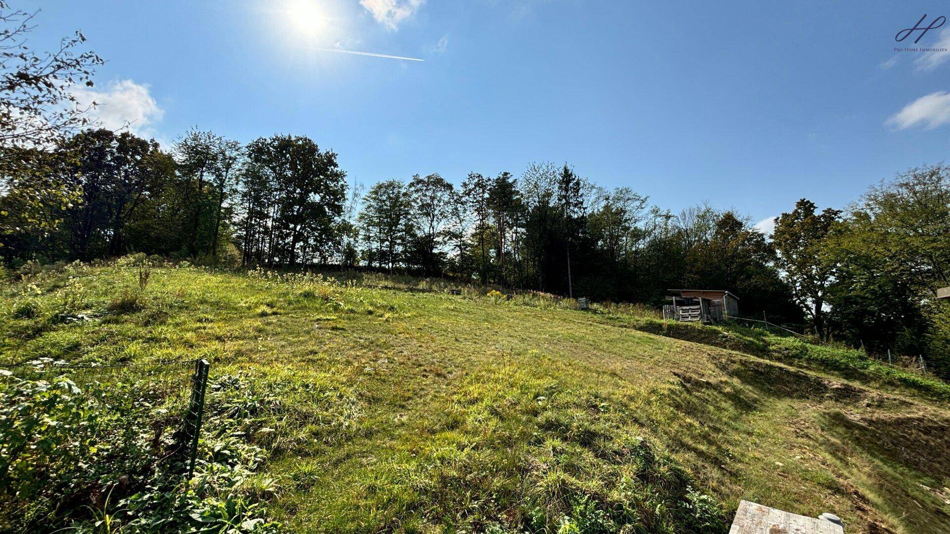 Weitläufige grüne Wiese mit Bäumen und Sträuchern, umgeben von Wald unter blauem Himmel.