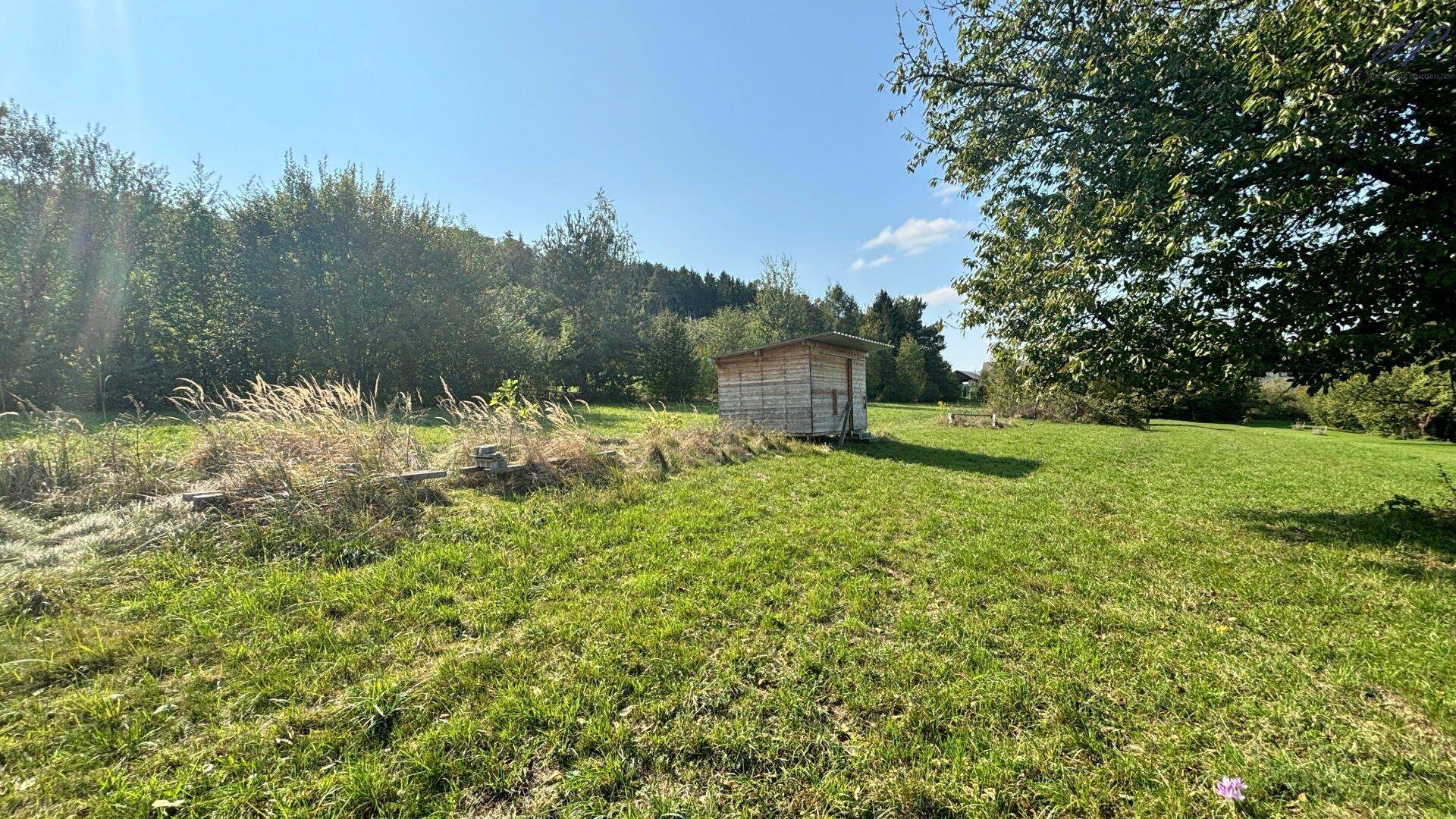 Reife Weintrauben hängen an einer Pergola in einem üppigen grünen Garten.