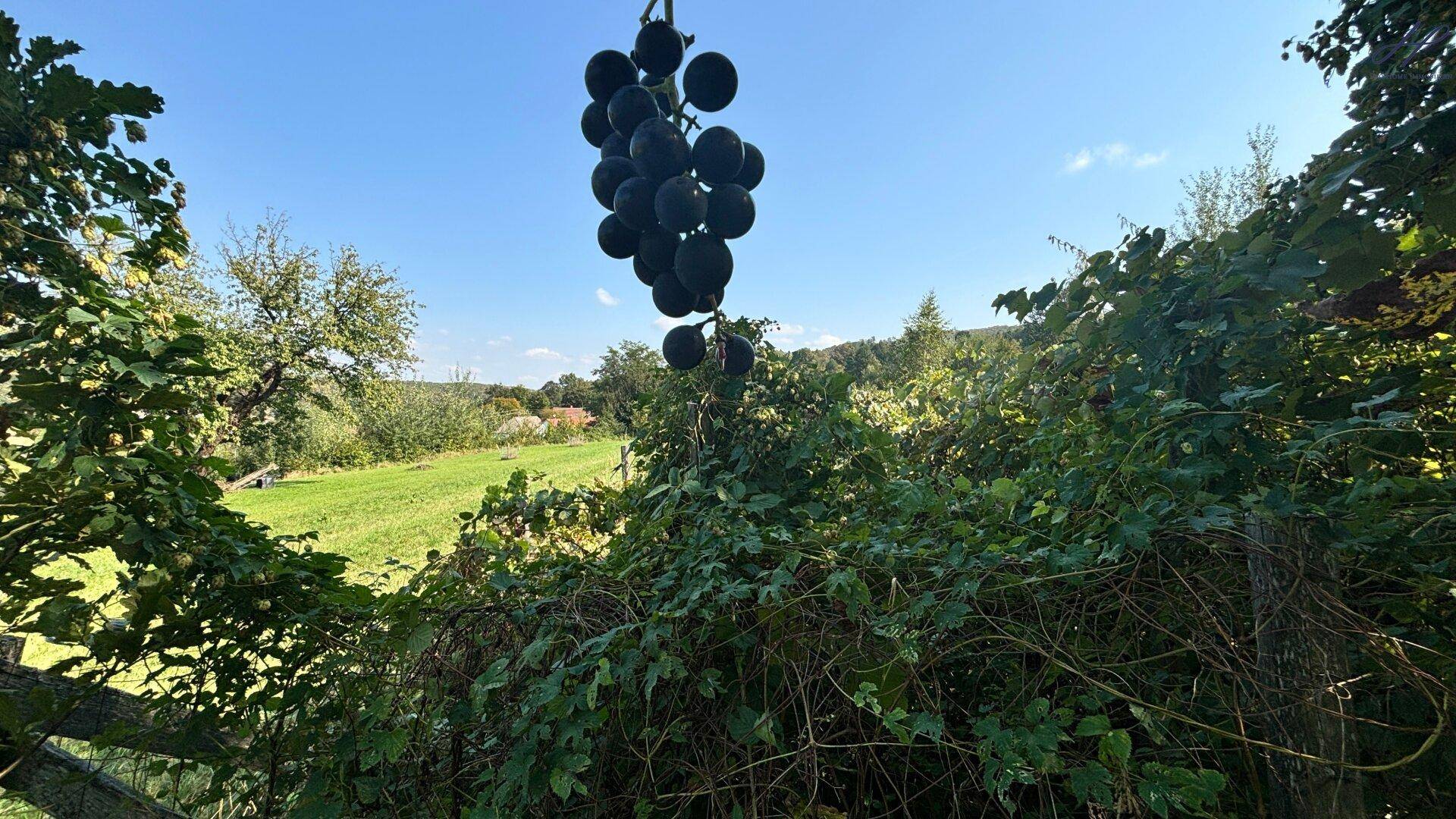 Grundriss des Erdgeschosses mit Wohnraum, Küche, Abstellraum, Technikraum und WC.