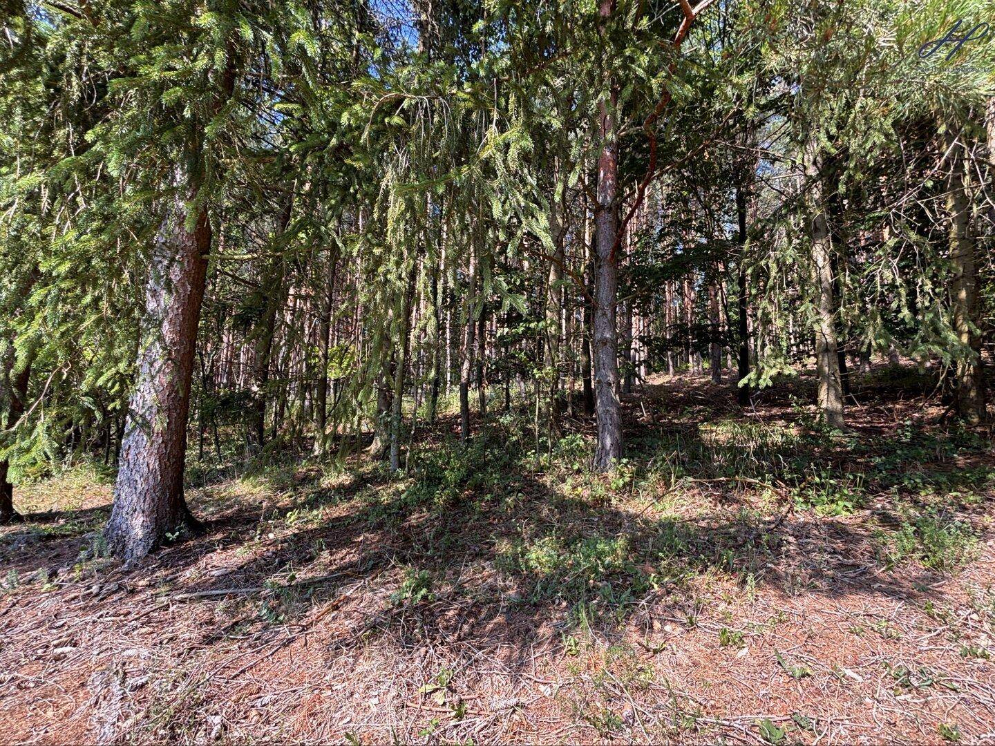 Dichter Wald mit hohen Bäumen und natürlichem Unterholz, Teil der Umgebung.