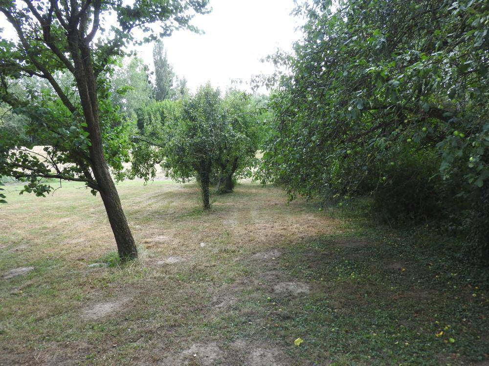 Obstgarten mit mehreren jungen Bäumen und einer großen Rasenfläche, sehr naturnah.