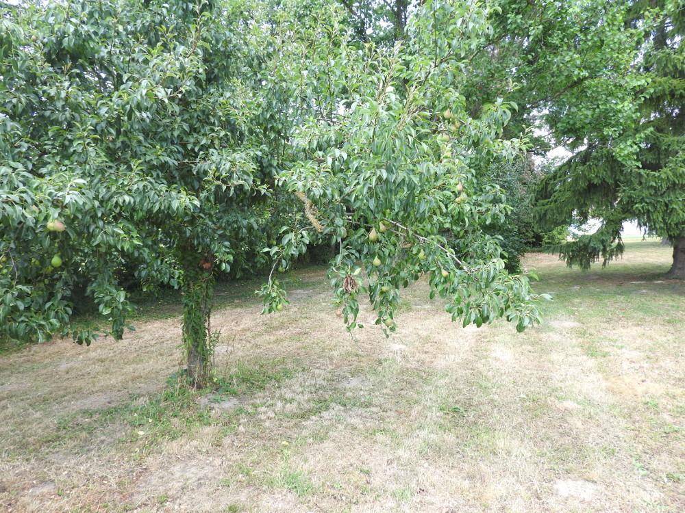 Obstbaum mit Früchten in einem weitläufigen Gartenbereich, umgeben von Gras.