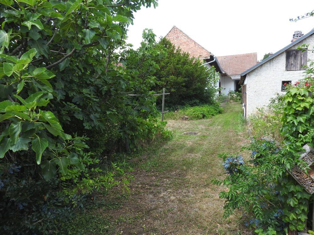 Grüner Gartenweg zwischen Gebäuden, umgeben von Bäumen und Sträuchern, mit viel Natur.