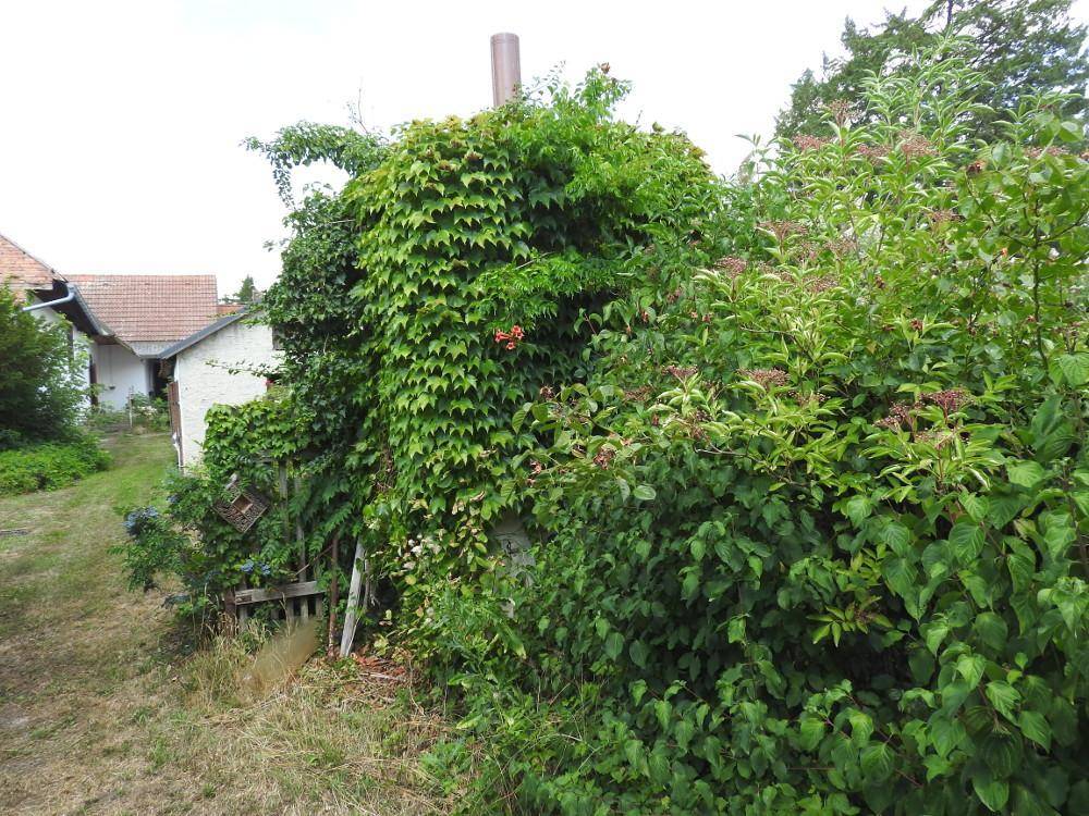 Üppig bewachsener Gartenbereich mit viel Grün und Kletterpflanzen an einer Hauswand.