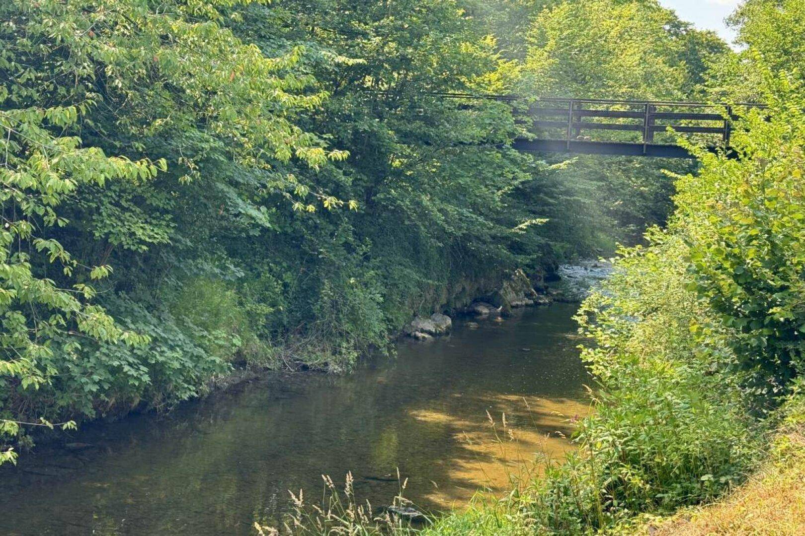 Ruhiger Flusslauf mit üppiger Vegetation und einer kleinen Brücke im Hintergrund.