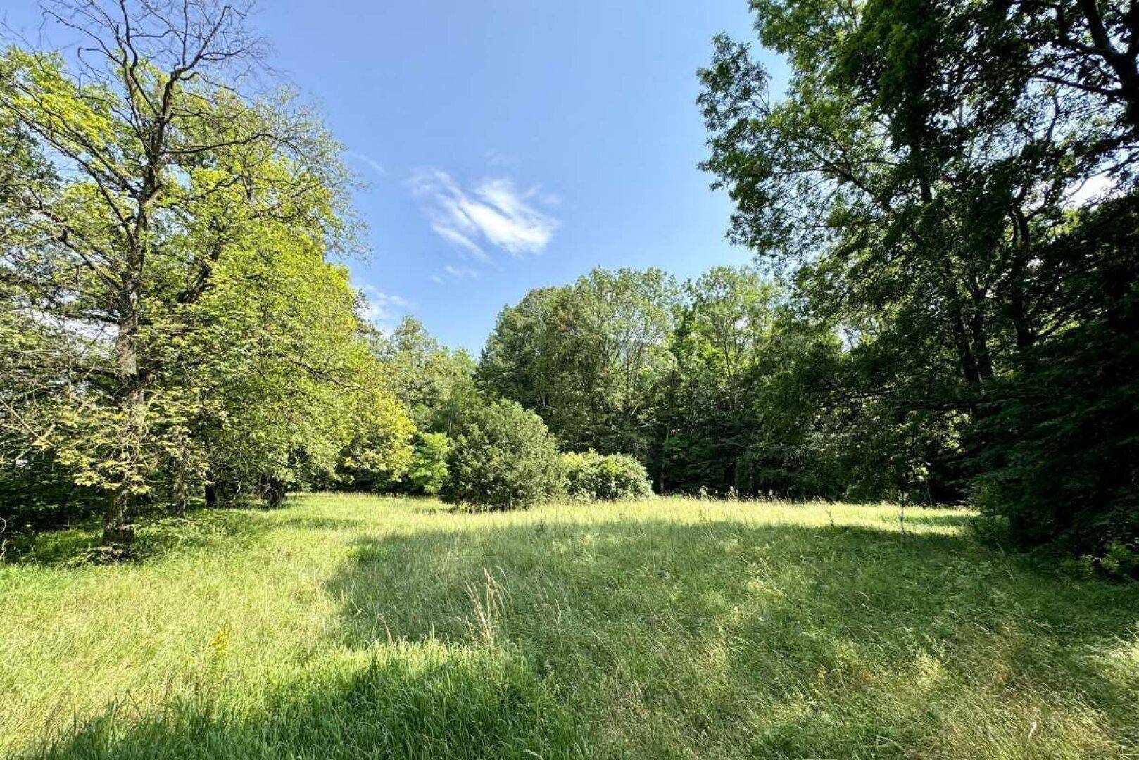Weitläufige grüne Wiese mit vereinzelten Bäumen unter einem strahlend blauen Himmel.