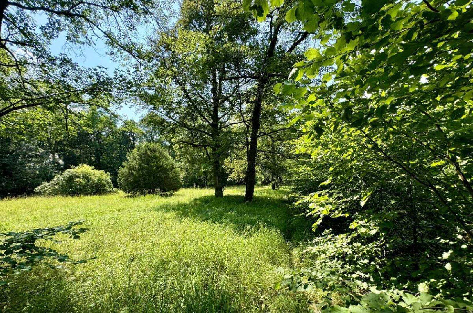 Sonnige Wiese umgeben von dichtem Wald und hohen Bäumen an einem klaren Tag.