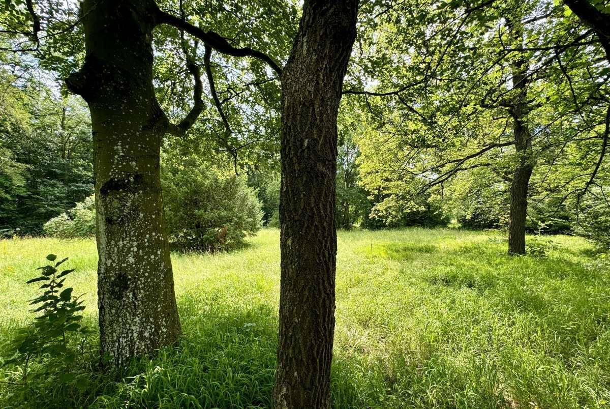 Natürliche Waldlandschaft mit hohen Bäumen und sonnigen Lichtungen, ideal für Spaziergänge.