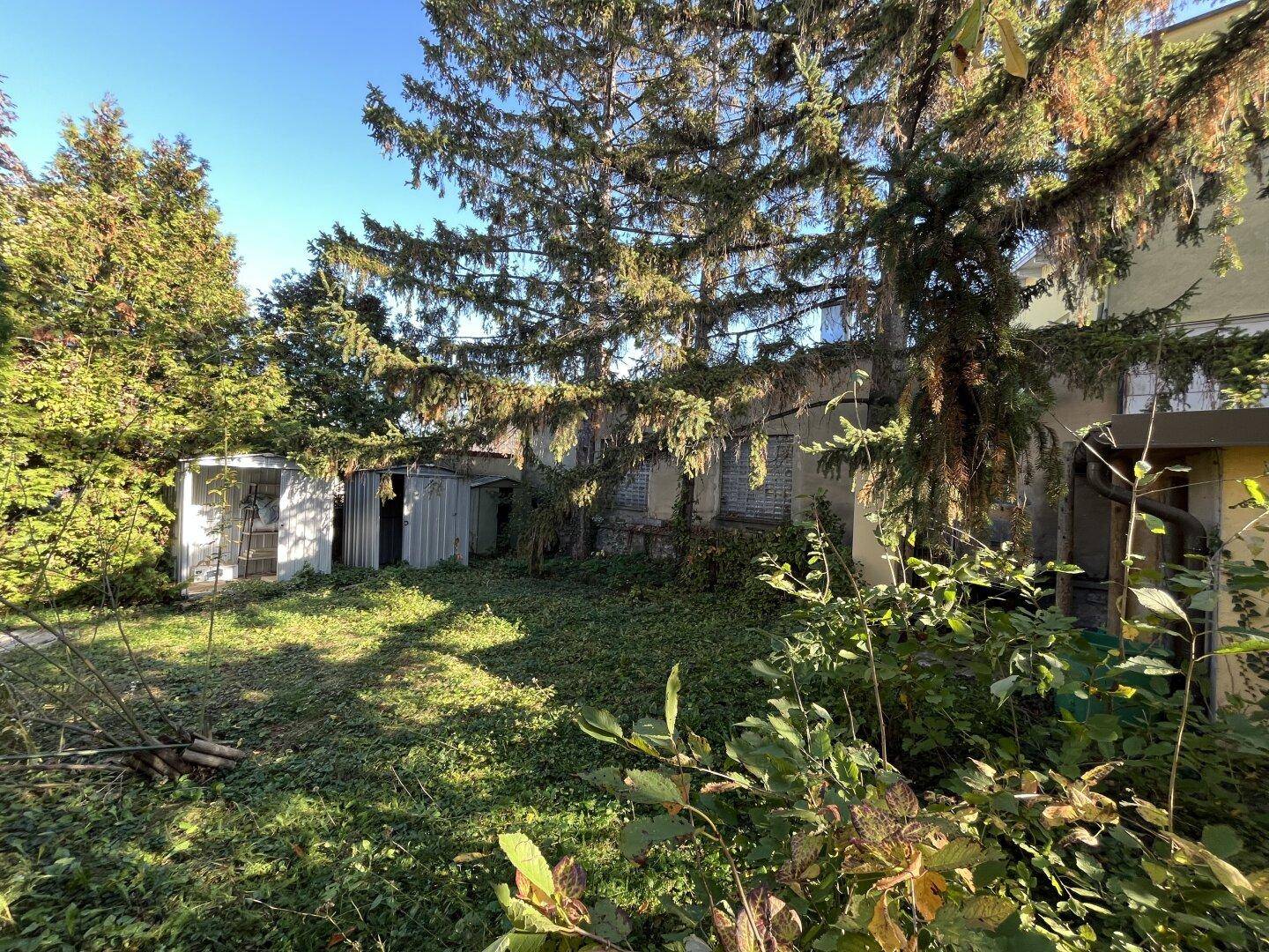 Stark bewachsener Gartenbereich mit hohen Bäumen und einem kleinen Schuppen unter strahlendem Sonnenschein.