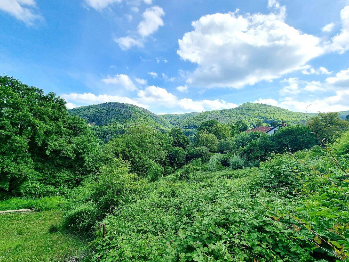 Panoramablick auf bewaldete Hügel und üppige Vegetation unter einem strahlend blauen Himmel.