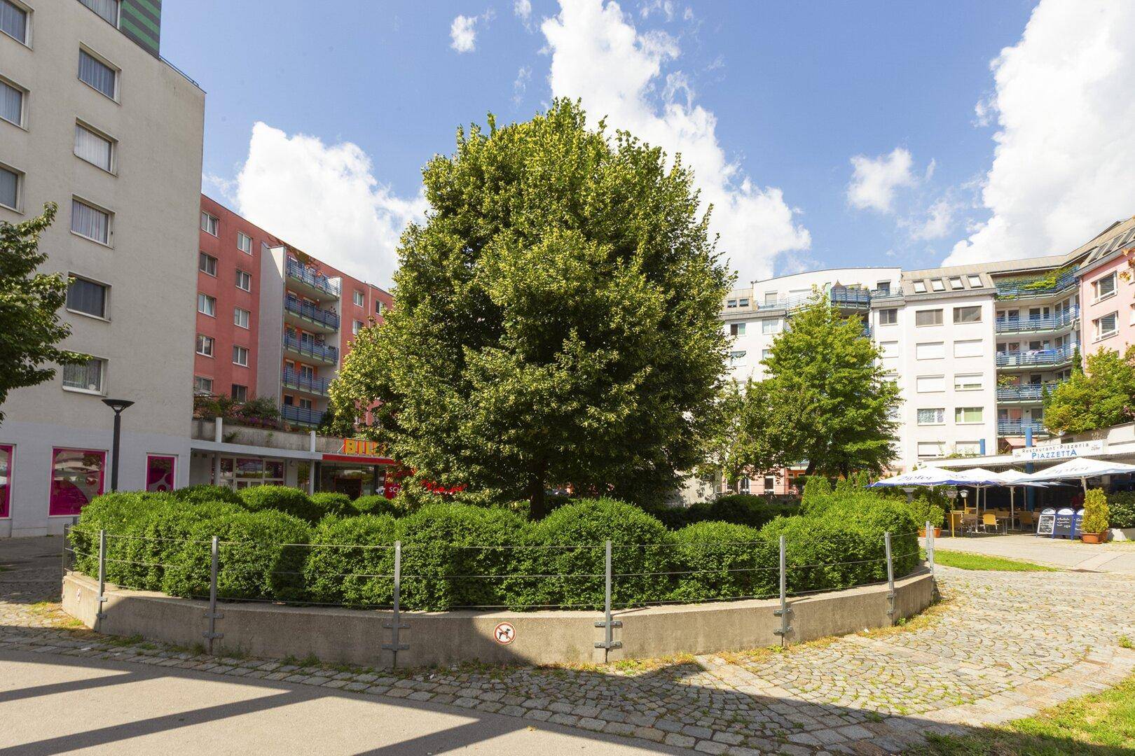 Großer, alter Baum im Zentrum eines begrünten Innenhofs, umgeben von Wohngebäuden.