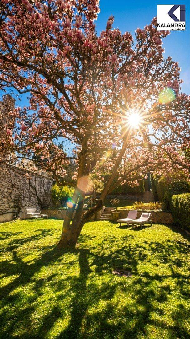 Malerischer Garten mit blühendem Magnolienbaum, Liegestühlen und terrassierter Landschaftsgestaltung im Sonnenlicht.
