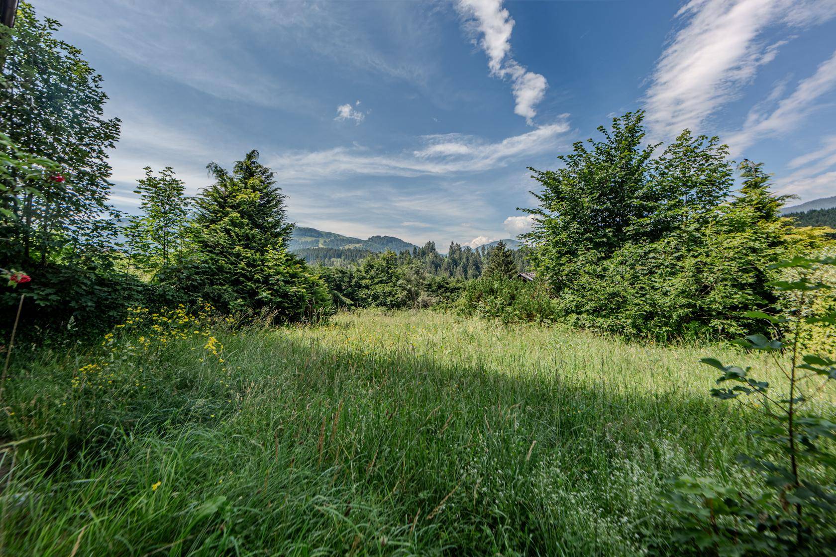Idyllische Wiesenlandschaft mit hohen Gräsern und Bäumen, umgeben von bewaldeten Bergen.