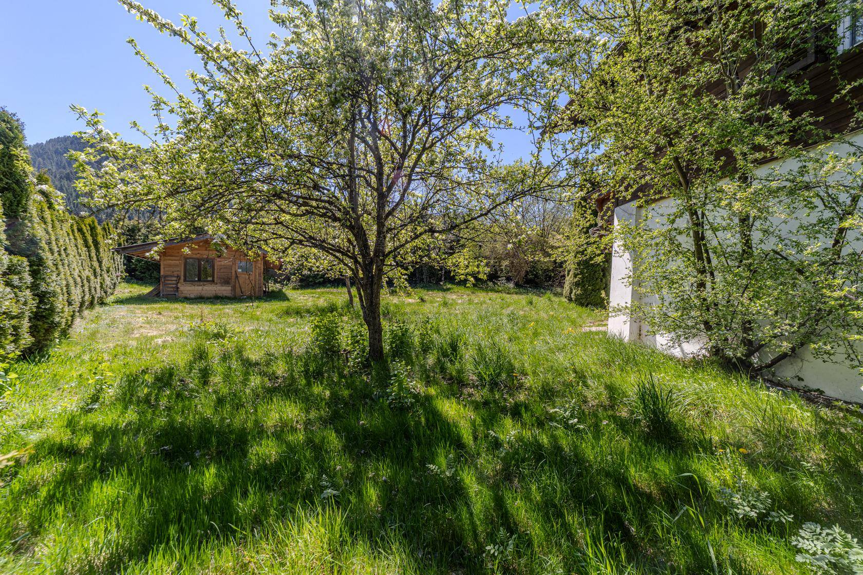 Sonniger Gartenbereich mit Rasenfläche, Obstbaum und kleinem Holzschuppen im Hintergrund.