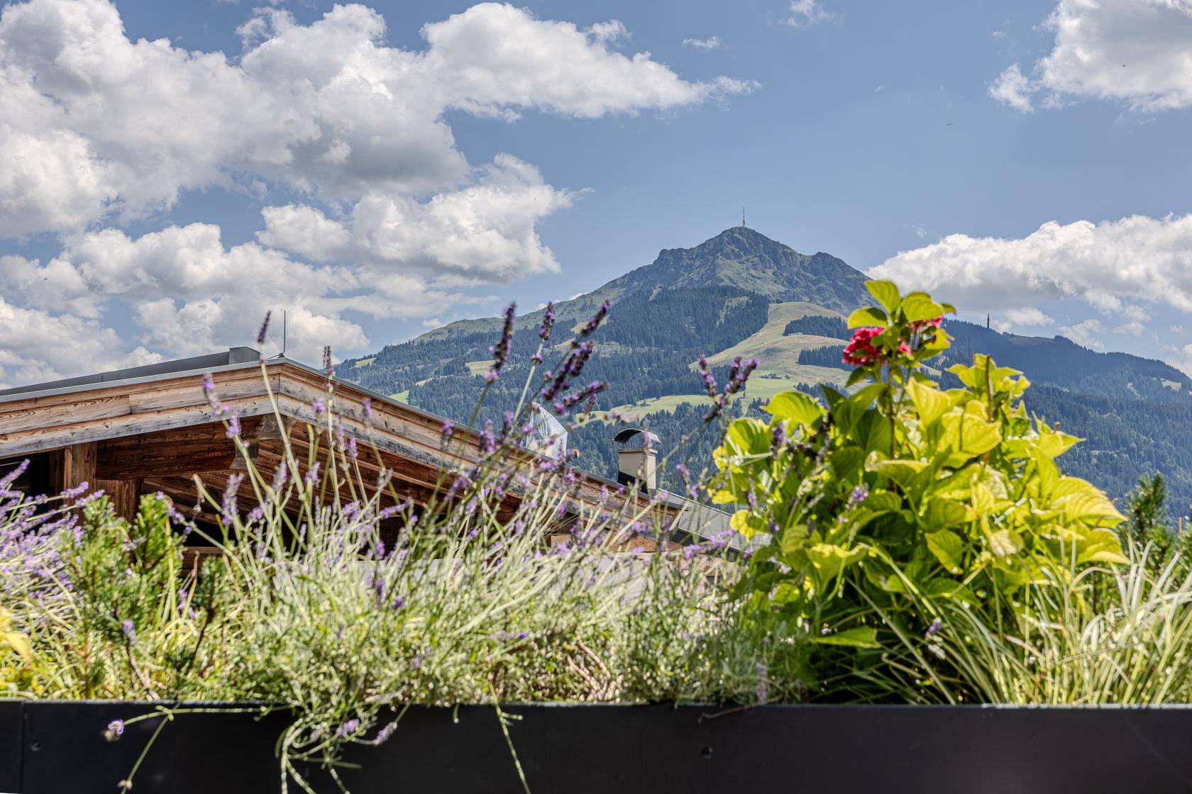 Blühende Pflanzen in einem Hochbeet mit malerischem Bergblick unter blauem Himmel.