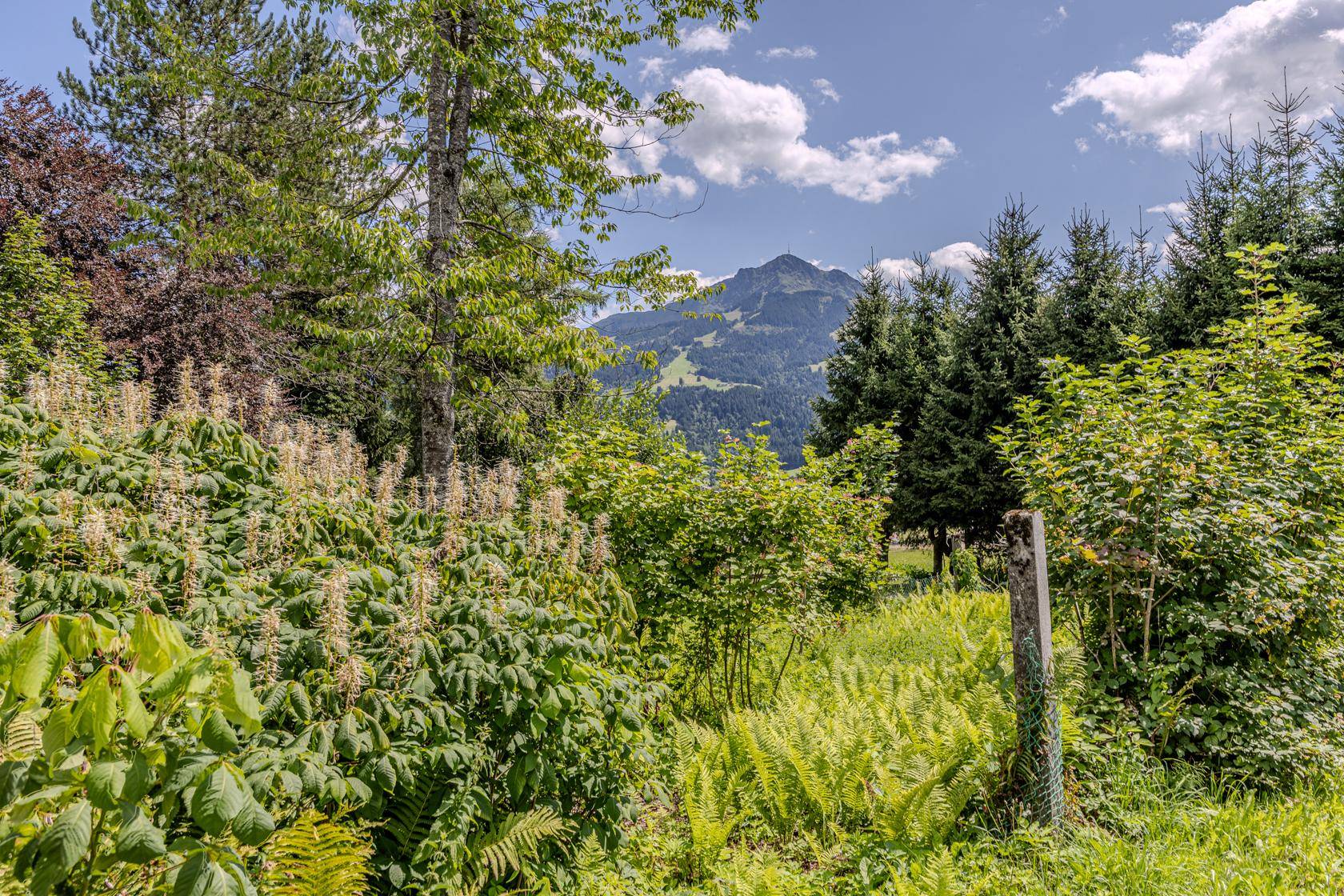 Dichte grüne Pflanzen im Vordergrund mit einem klaren Blick auf die beeindruckende Berglandschaft im Hintergrund.