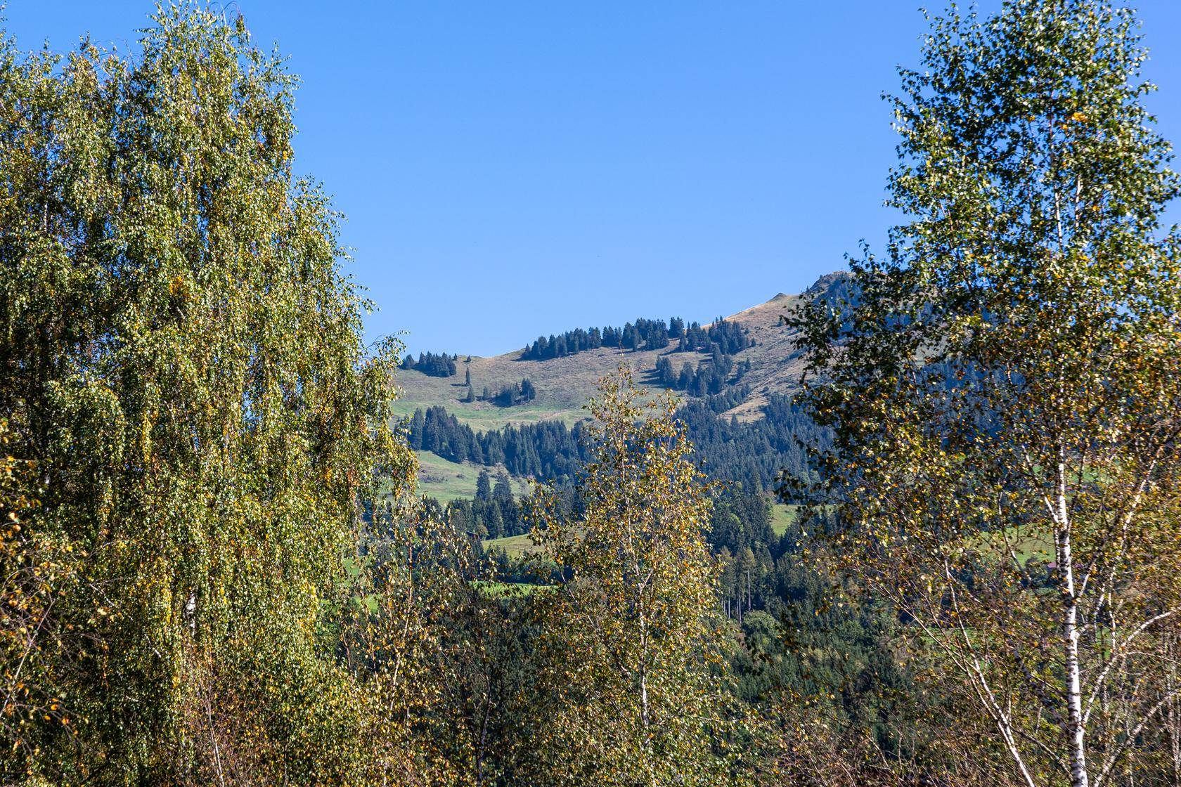 Idyllischer Blick auf bewaldete Berghänge und grüne Natur durch Bäume gerahmt.