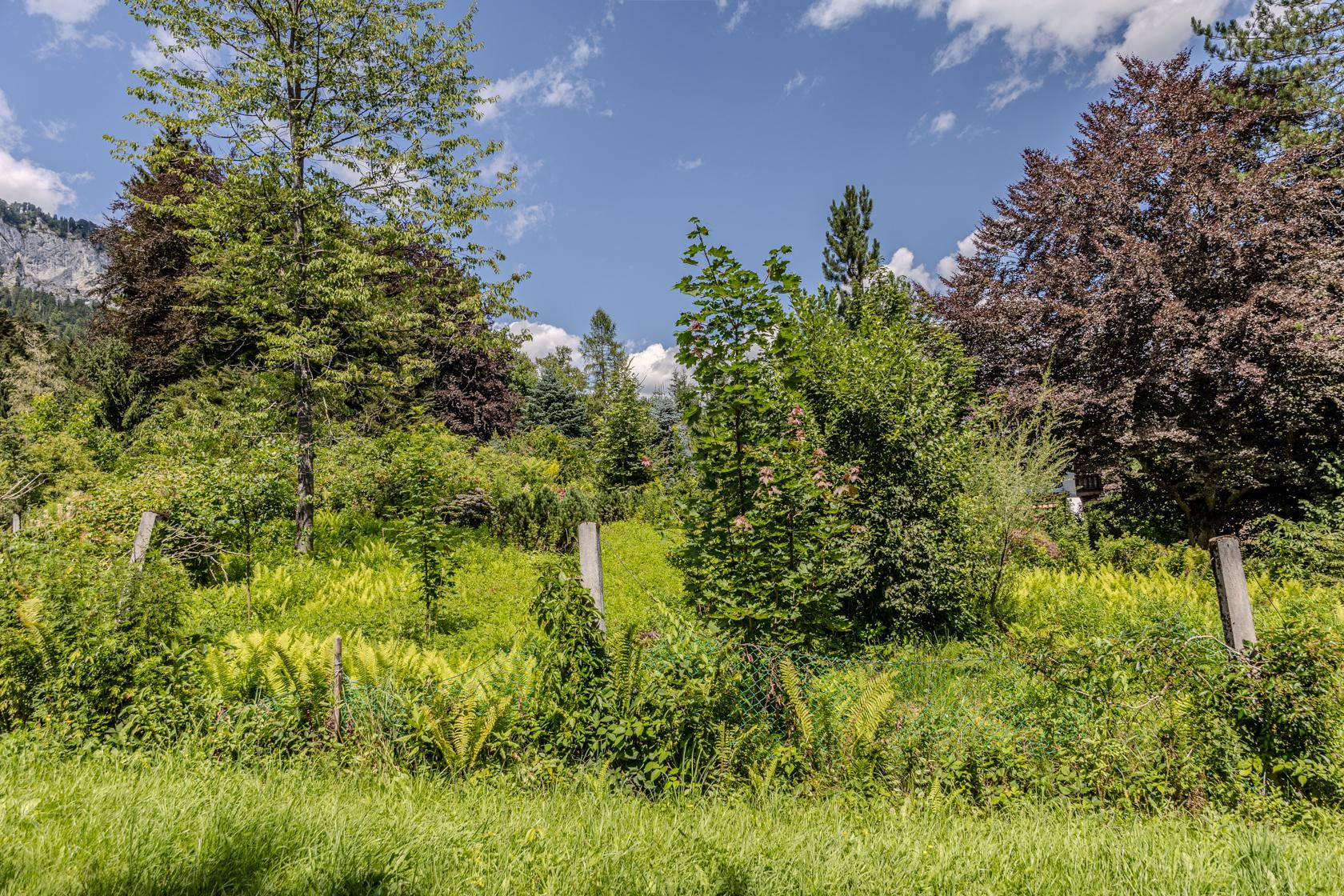 Üppige grüne Landschaft mit dichten Bäumen und Sträuchern, die einen weiten Blick auf die Berge freigibt.