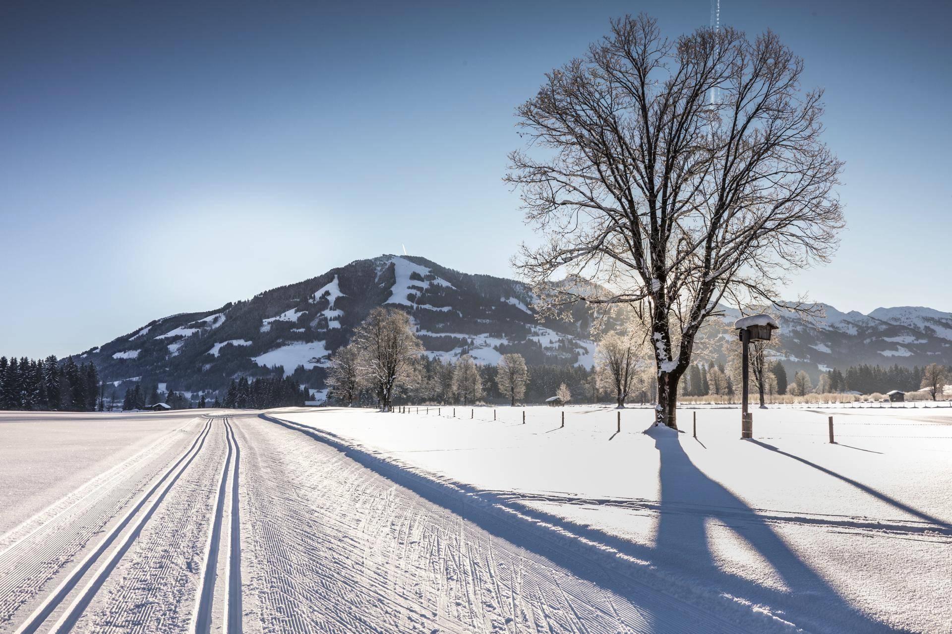 Sonnige Winterlandschaft mit Langlaufloipe, kahlem Baum und schneebedeckten Bergen im Hintergrund.