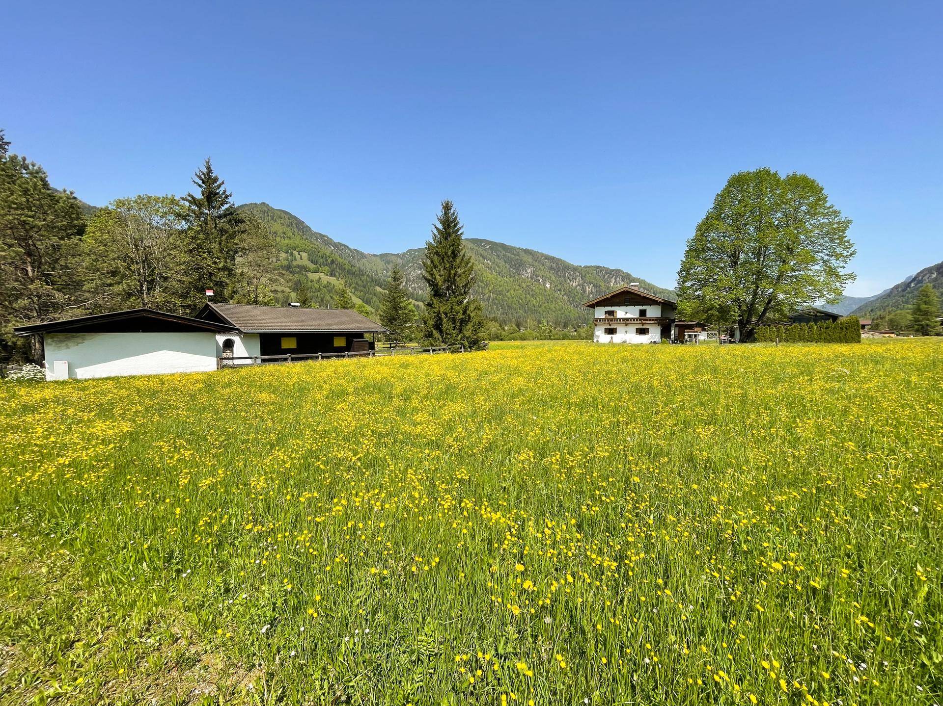 Idyllische Landschaft mit blühender Wiese, Häusern und bewaldeten Bergen unter blauem Himmel.