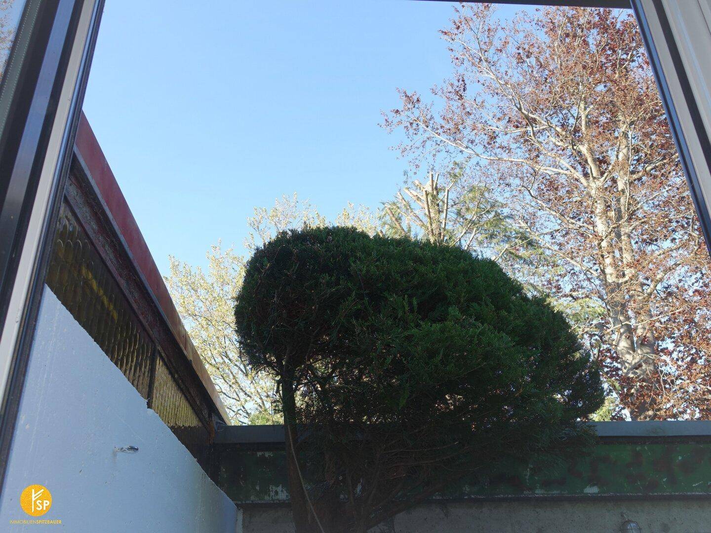 Blick auf grüne Bäume und blauen Himmel durch eine große Fensterfront.