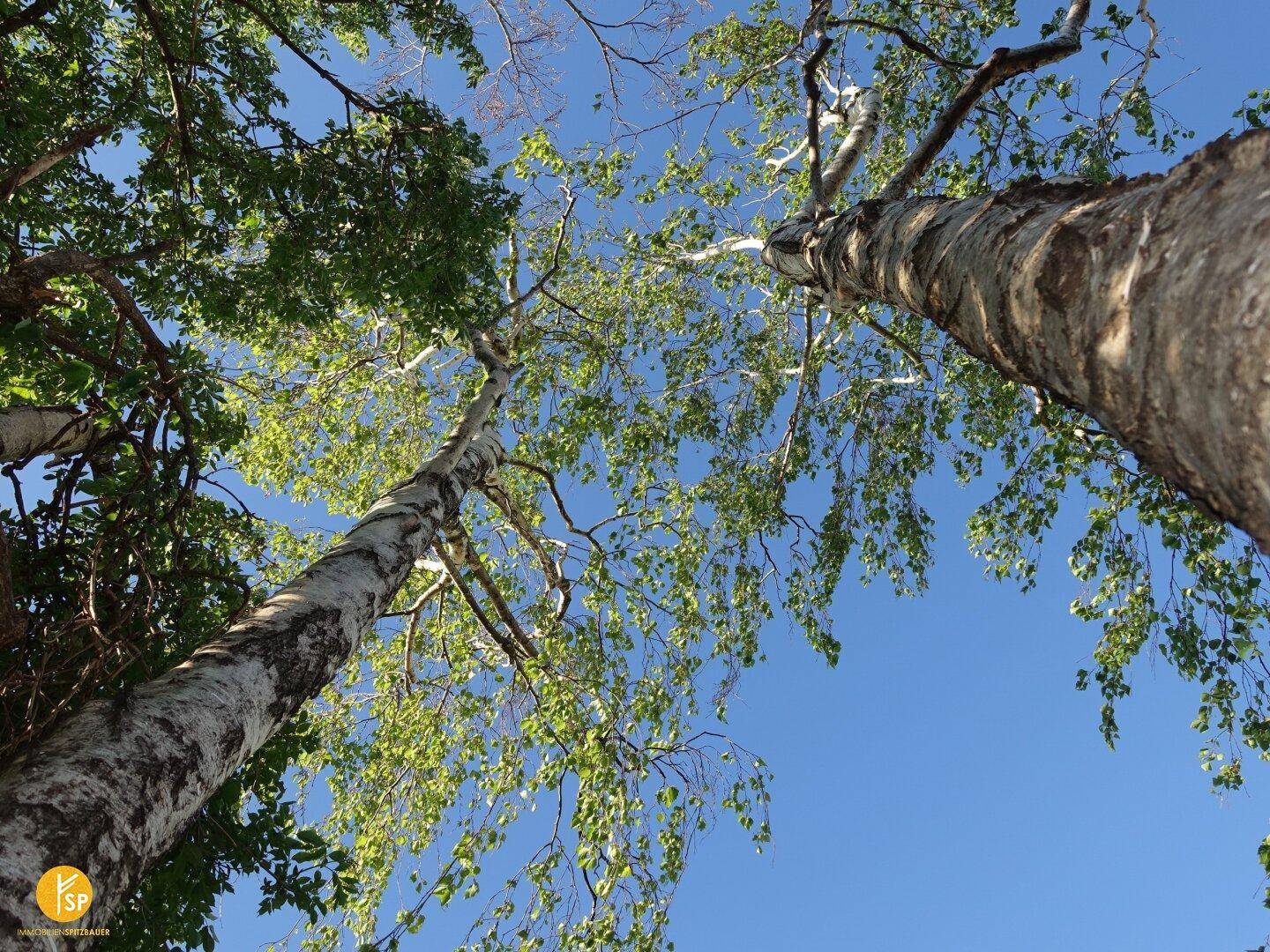 Hohe Bäume mit grünen Blättern ragen in den blauen Himmel und spenden Schatten.