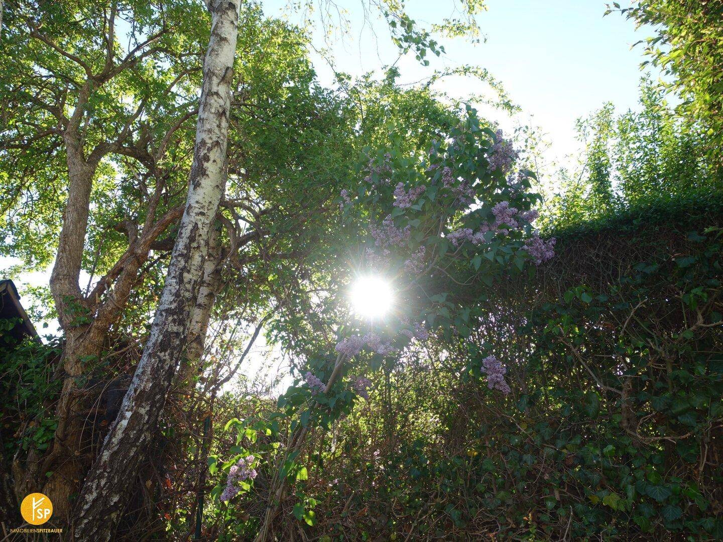 Sonnenlicht bricht durch das Laub von Bäumen und Sträuchern in einem grünen Garten.