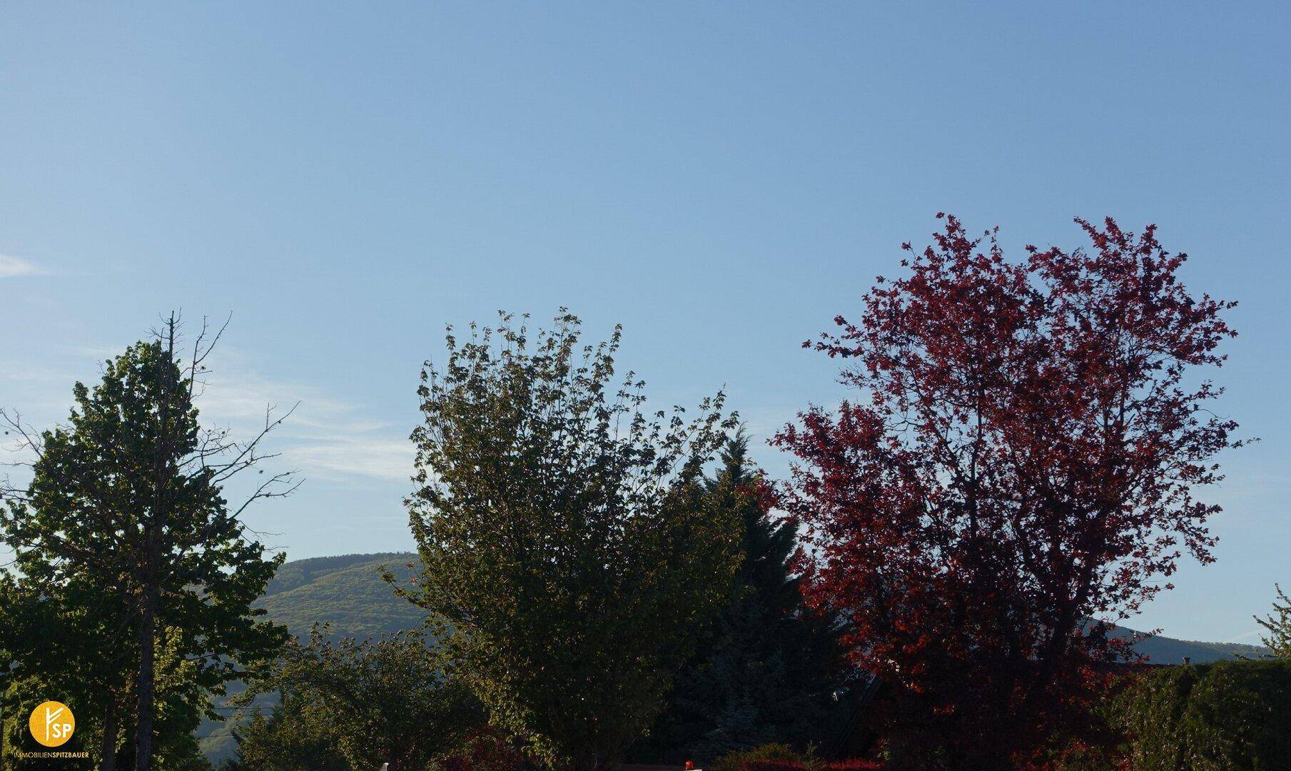 Grüne Hügellandschaft im Hintergrund mit verschiedenen Bäumen im Vordergrund unter blauem Himmel.