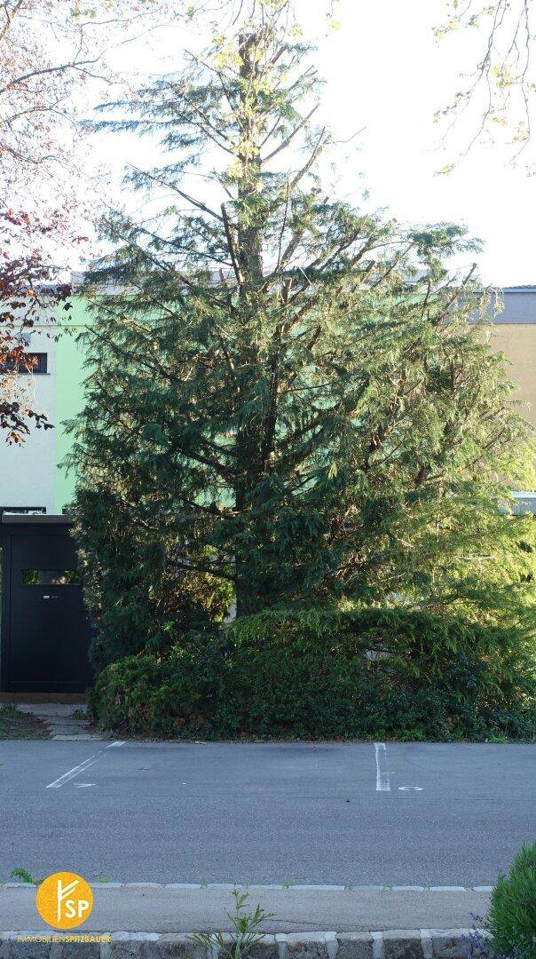 Moderne Architektur mit grüner Fassade, teilweise verdeckt von einem großen Nadelbaum.