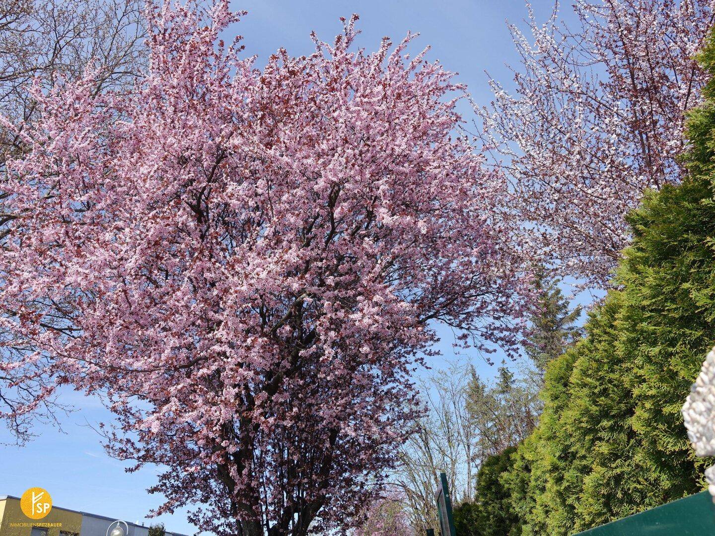 Blühender Baum mit zartrosa Blüten vor einem strahlend blauen Himmel, umgeben von weiteren Bäumen.