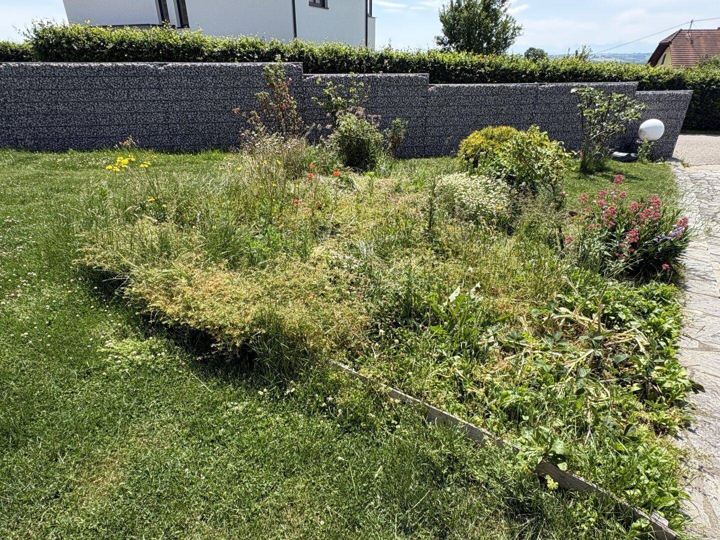 Gartenbereich mit Rasenfläche, Gabionenwänden und verschiedenen Pflanzen.