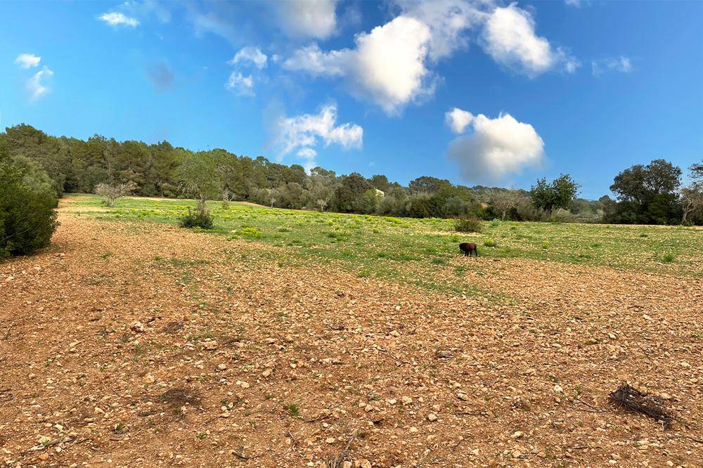Weitläufiges, trockenes Feld mit Bäumen im Hintergrund und einem Tier in der Ferne unter blauem Himmel.