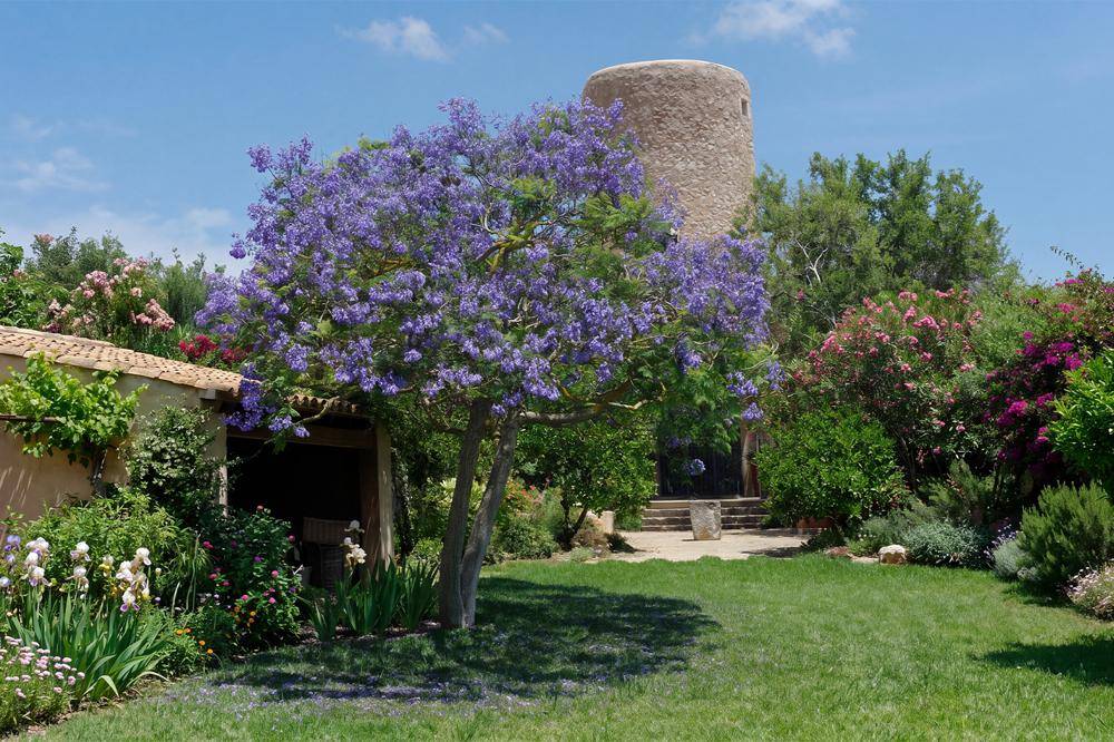 Blühender Garten mit einem lila Jacaranda-Baum und dem historischen Turm im Hintergrund.