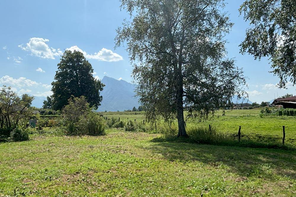 Sonnige Wiese mit hohen Bäumen und klarem Blick auf die umliegende Berglandschaft.