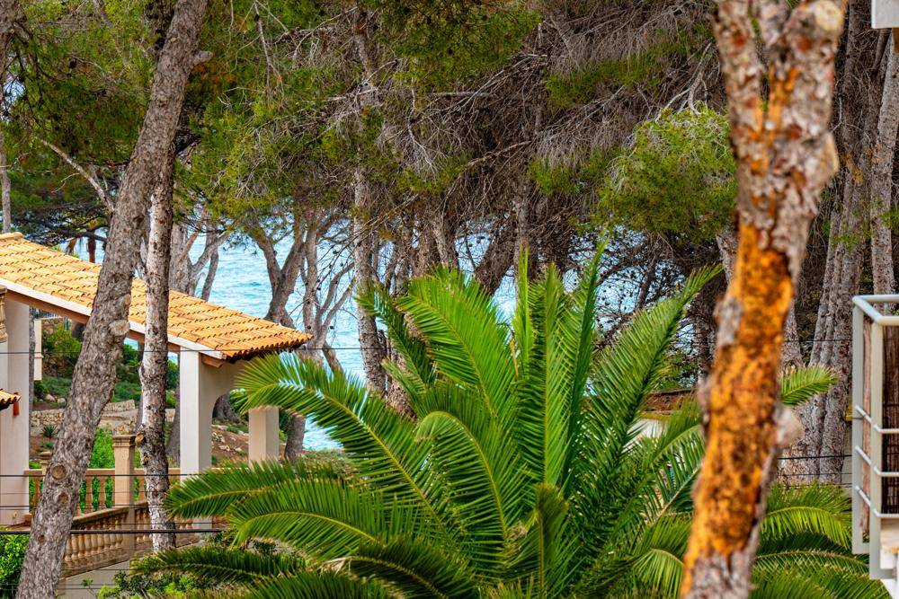 Blick durch Pinienbäume auf das türkisfarbene Meer und die Küste, mit mediterraner Vegetation.