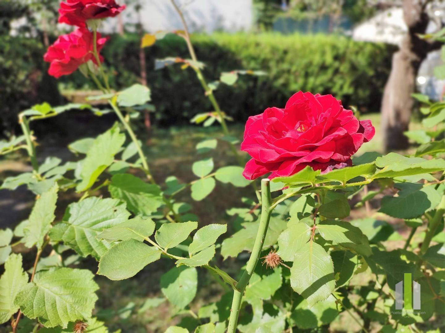 Nahaufnahme von leuchtend roten Rosen im Garten, umgeben von grünen Blättern und Sträuchern.