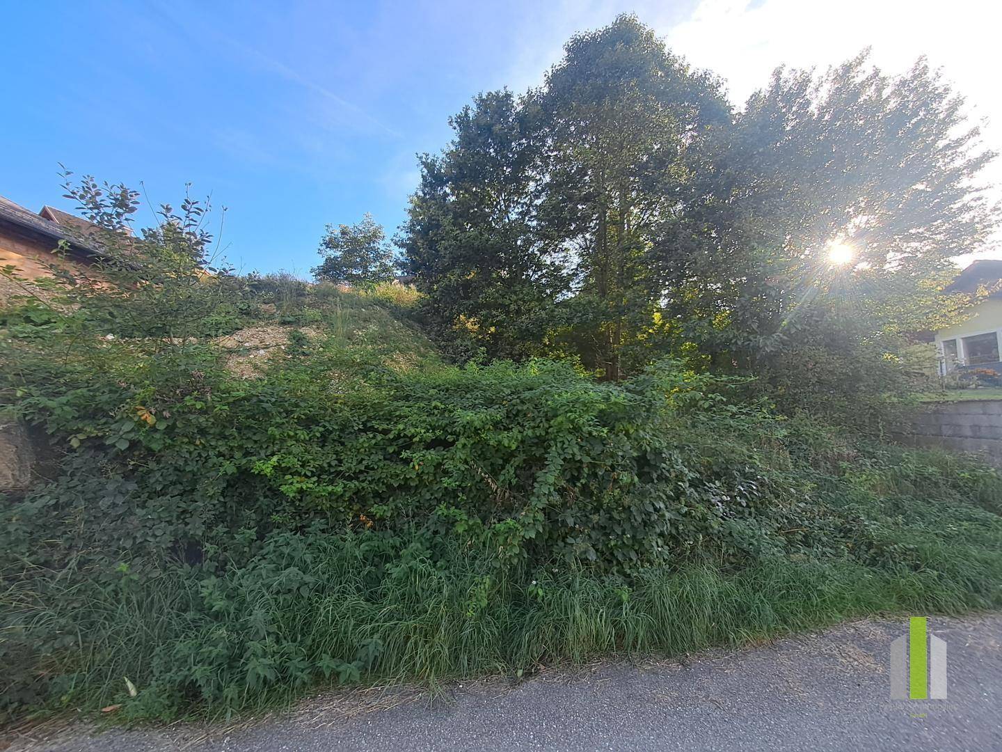 Dichte Vegetation und Bäume an einem sonnigen Tag, angrenzend an eine Straße.
